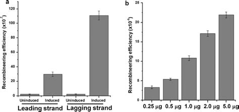 C Glutamicum Atcc 13032 Ssdna Recombination Efficiency Optimization A