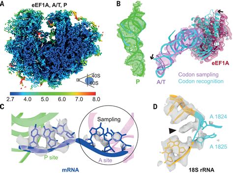 Translation Dynamics In Human Cells Visualized At High Resolution