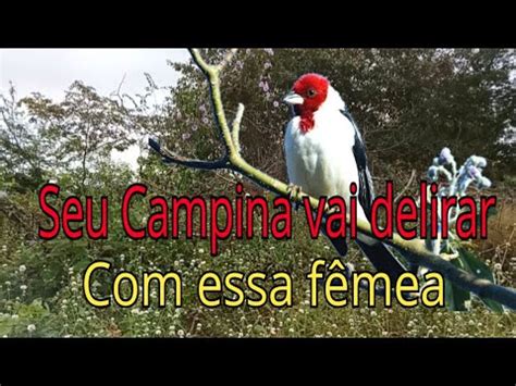 F Mea De Galo Campina Chamando Batendo Fogo Para Esquentar O Macho