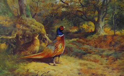 Archibald Thorburn Limited Edition 109850 Print Two Pheasants In