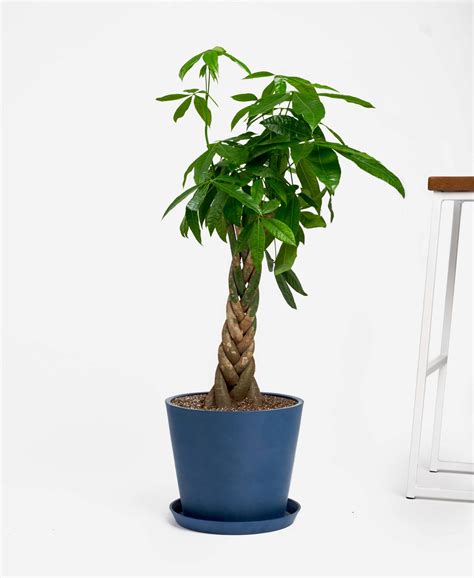 Buy Large Potted Money Tree Indoor Plant Bloomscape