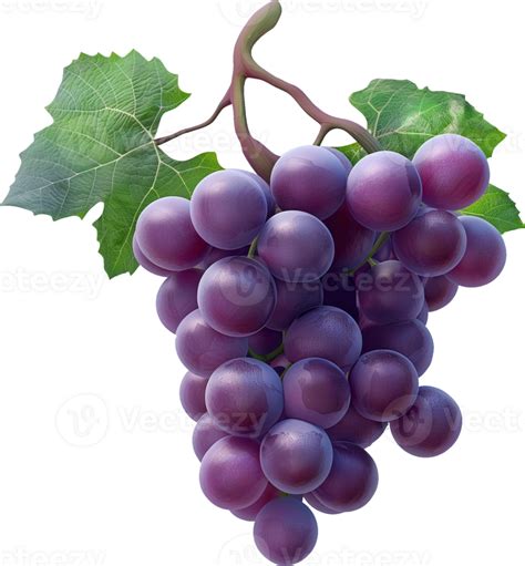 Purple Grapes PNGs for Free Download