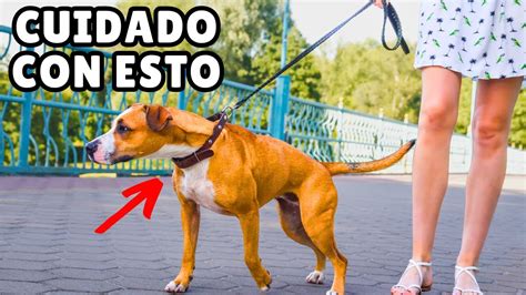 16 ERRORES Comunes Que COMETES Con Tu Perro YouTube