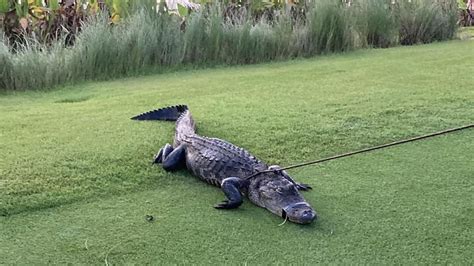 79 Year Old Hospitalized After Alligator Attack At Florida Golf Course