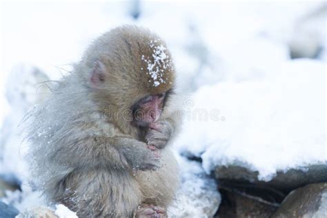 Snow Monkeys In A Natural Onsen Hot Spring Located In Jigokudani Park Yudanaka Nagano Japan