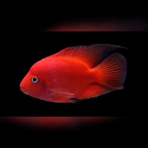 jual ikan hias red parrot ikan hongsui ikan fengshui tankmate arowana