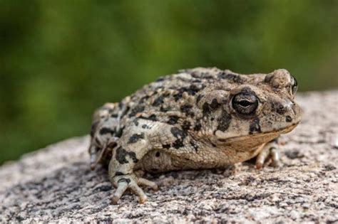 What Do Toads Eat? - Joy of Animals