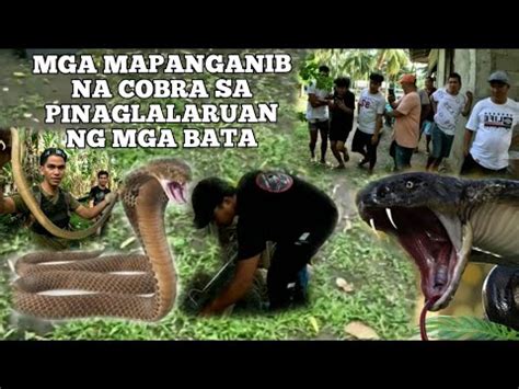 MGA BATA ANG MABIBIKTIMA NG COBRA Cobraprince YouTube