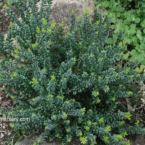 Myrtus Communis Subsp Tarentina Dwarf Myrtle