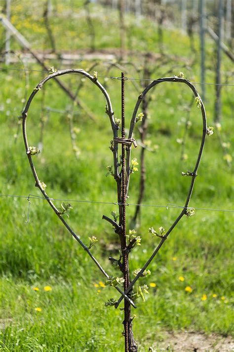 Heart Shaped Vine Plant By Stocksy Contributor Studio Serra Stocksy