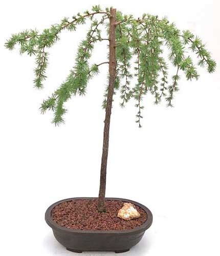 How To Grow And Care For Larch Trees Gardeners Path