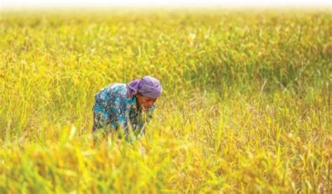 Cambodia Posts Some 89 Million USD In Rice Exports To China In H1