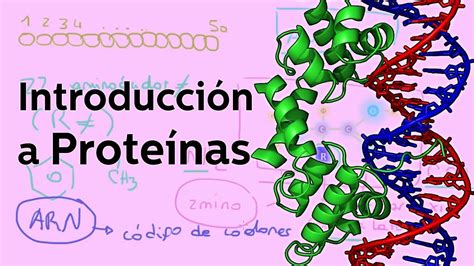 Introducción A Las Proteínas Biología Educatina Biología Ciencia Para Niños Química