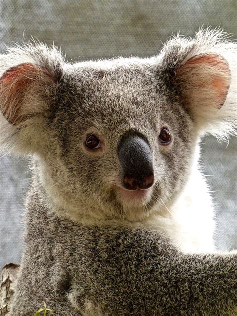 Free Image On Pixabay Koala Bear Australian Cute Koala Bear