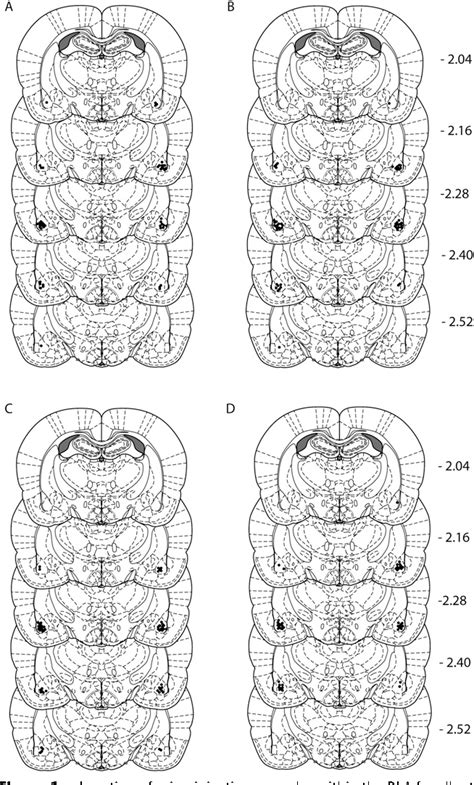 Figure 1 From Role Of The Basolateral Amygdala In The Reinstatement And