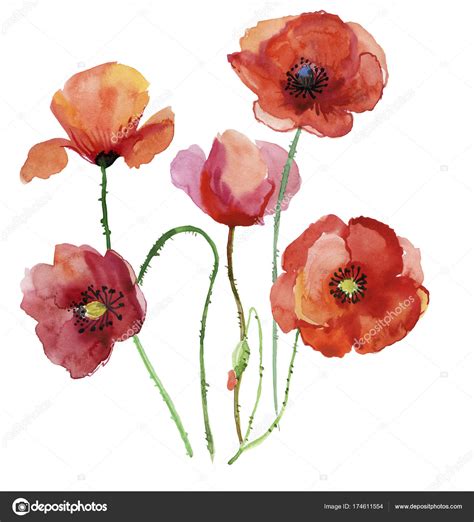 Red Poppy Watercolor