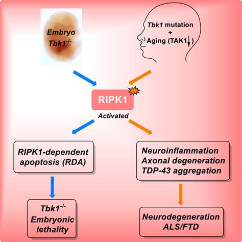 Tbk1 Suppresses Ripk1 Driven Apoptosis And Inflammation During