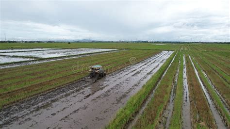 Campos De Arroz Paddy De Kedah Malaysia Foto De Stock Imagem De