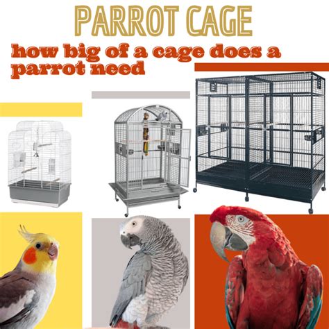 Parrot cage - best parrot cages | how big should a parrot cage be