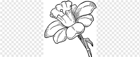 Flowers Pencil Drawing Pictures | Best Flower Site