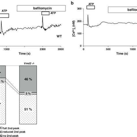 Effects Of Bafilomycin On Atp Induced Intracellular Ca Transients A