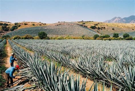 Campos De Agave Tequilero En El Estado De Jalisco México Nature