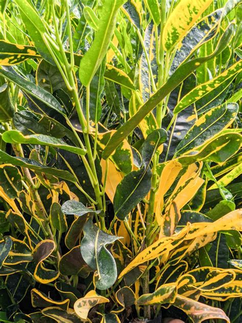 Yellow Mammy Croton Plant Codiaeum Variegatum Kens Nursery