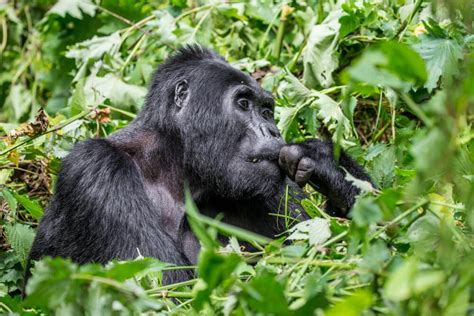 Days Bwindi Uganda Gorilla Trekking And Lake Bunyonyi Tour