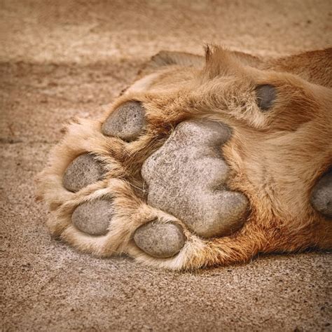 Best Lion Paw Stock Photos Pictures And Royalty Free Images Istock