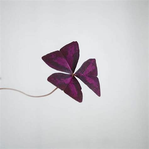 Oxalis (Purple Shamrock / Love Plant) Guide | Our House Plants