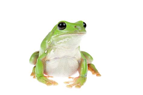 Whites Tree Frog Photograph By Jp Lawrence Fine Art America