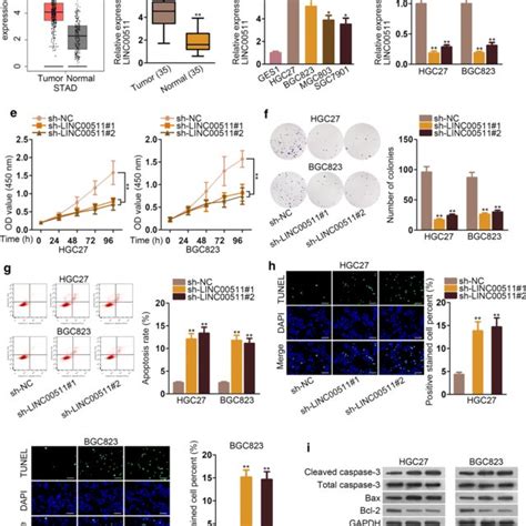 Linc Was Found High Expressed In Gc Tissues And Cells A Tcga