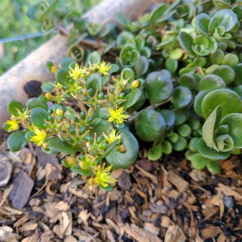 Sedum Tetractinum Coral Reef Chinese Stonecrop Coral Reef