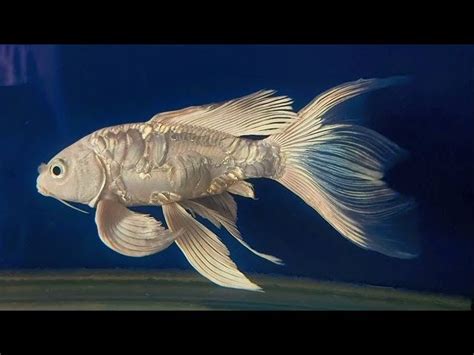 White Butterfly Koi Fish