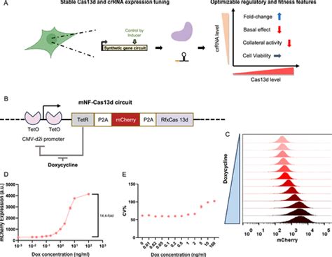 Optimizing A Crispr Cas D Gene Circuit For Tunable Target Rna