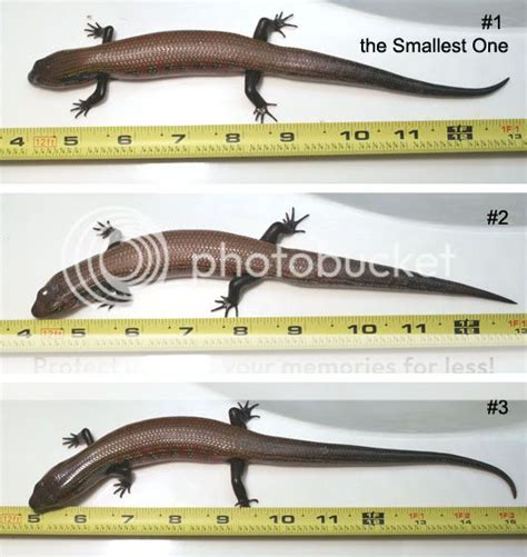 Help With Fire Skinks Sexing Faunaclassifieds