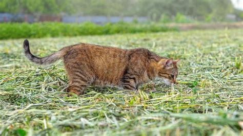 Un gato atigrado marrón camina en el jardín sobre la hierba cortada el