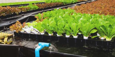 Aquaponics Definition Advantages Disadvantages And System