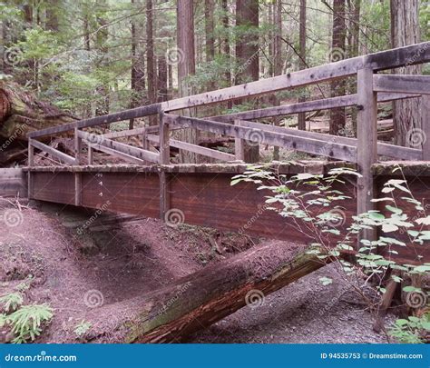 Redwood Rainforest Bridge Stock Image Image Of Bridge 94535753