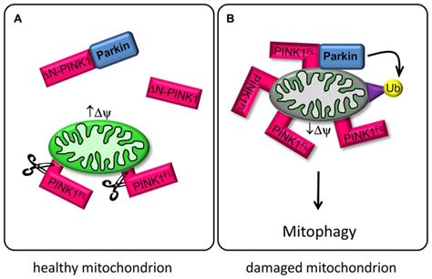 Pink1 And Parkin Regulate Mitophagy A In Healthy Mitochondria With Download Scientific