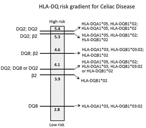 Hla Dq Risk Gradient For Celiac Disease According To The Odds Ratio Download Scientific Diagram