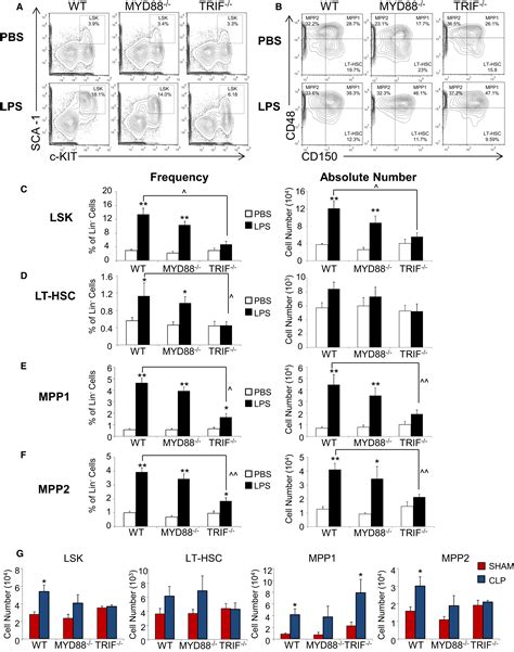 Sepsis Induces Hematopoietic Stem Cell Exhaustion And Myelosuppression