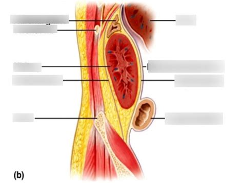 External Structure Renal System Diagram Quizlet