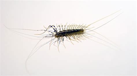 House Centipede Larva
