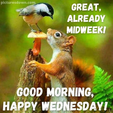 Good Morning Wednesday Image Squirrel Free Picturesdown