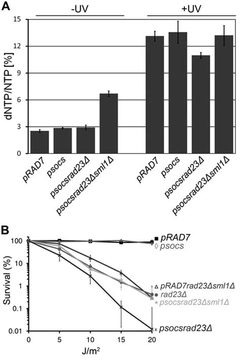 Uv Induced Ubiquitination Of The Yeast Rad4 Rad23 Complex Promotes