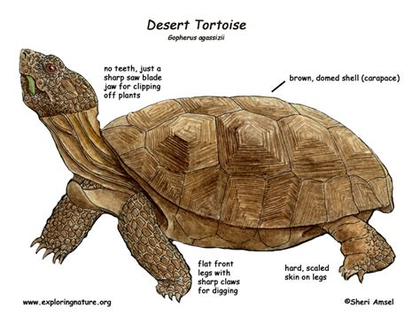 Tortoise (Desert)