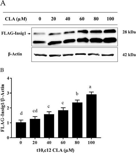 Trans Cis Cla T C Cla Increased Insig Protein Expression