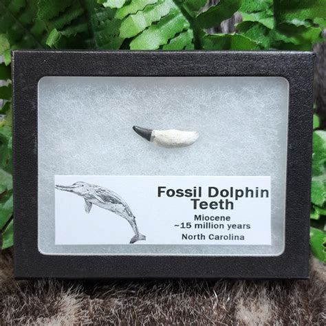 Dolphin Teeth, Fossils (Framed) | SkullStore Inc.