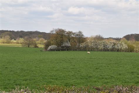 A Sheep © N Chadwick Geograph Britain And Ireland